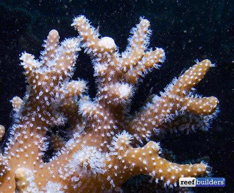  Witty Withe Coral:  A Deep Dive into the World of Soft-Bodied Reef Builders!