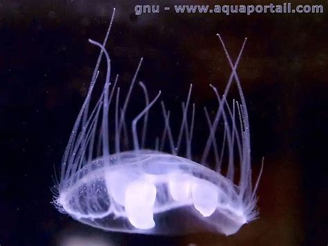  Craspedacusta Sowerbyi: Un Hydropolype Transparent qui Dévoile une Vie Nocturne Mystérieuse et Fascinante!