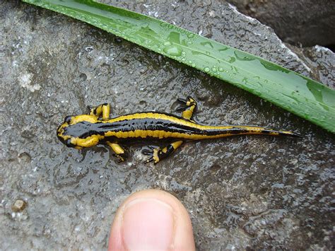  Feu Salamandre! Cette Amphibien Mystique S'Adaptation Extrêmement Bien aux Changements Climatiques grâce à sa Peau Uniquement Absorbeuse