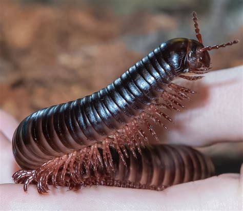  Giant Millipede: Découvrez ce crustacé à mille pattes qui aime se rouler en boule quand il a peur!