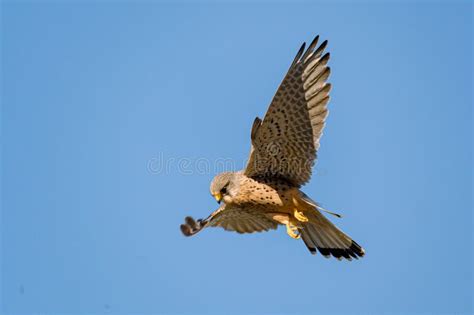  Kestrel! This Majestic Bird of Prey Is Known for Its Hovering Prowess and Sharp Hunting Instincts