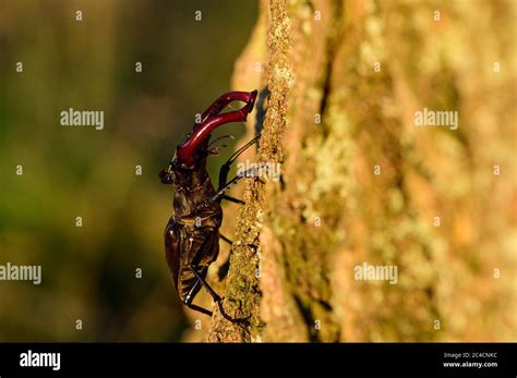  Le Lucane Cervus: Un coléoptère fascinant aux bois imposants et à l’allure guerrière !