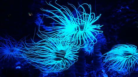  Xenia: Découvrez les merveilles bioluminescentes de cet animal de récif corallien!