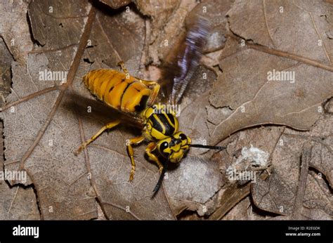  Yellowjacket: Un insecte fascinant aux ailes transparentes qui bourdonne avec une détermination implacable !