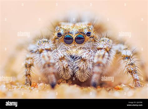  Yllenus! Un araignée sauteuse nocturne aux pattes étonnamment puissantes pour sa taille !